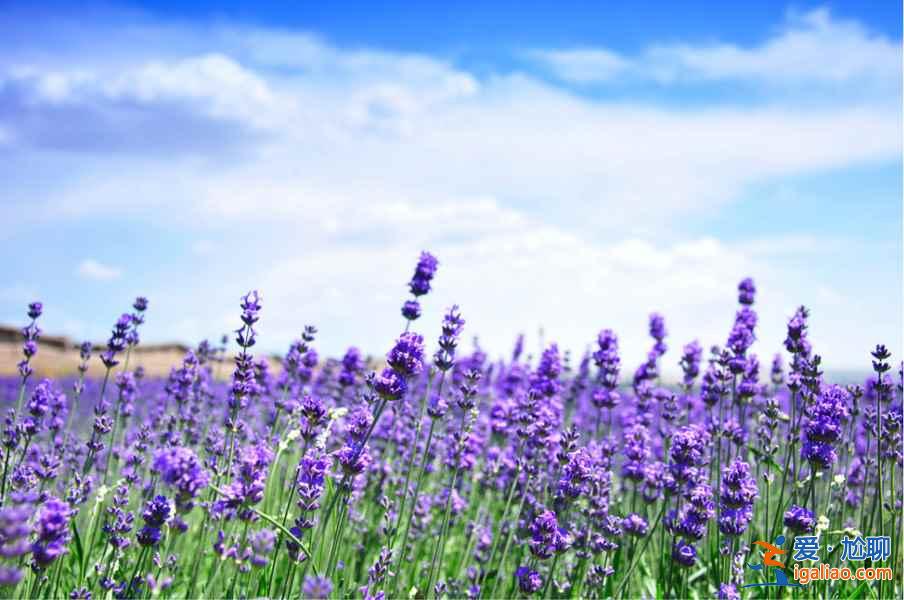 6月,這里就是中國的普羅旺斯,美哭了!? 6月,這里就是中國的普羅旺斯,美哭了!?