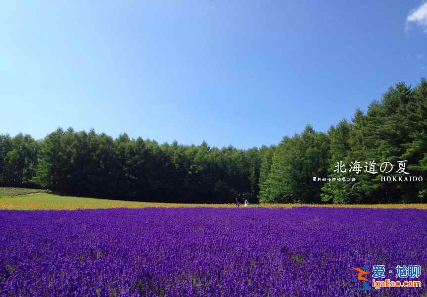 北海道薰衣草花期,2018日本北海道薰衣草最晚開到什么時候? 北海道薰衣草花期,2018日本北海道薰衣草最晚開到什么時候?