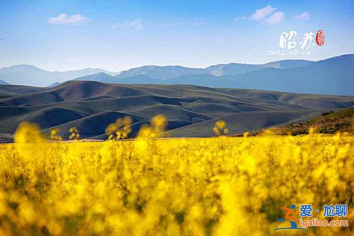 2018新疆油菜花,2018新疆昭蘇油菜花幾月開? 2018新疆油菜花,2018新疆昭蘇油菜花幾月開?