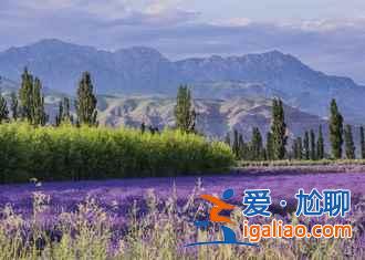 6月,這里就是中國的普羅旺斯,美哭了!? 6月,這里就是中國的普羅旺斯,美哭了!?