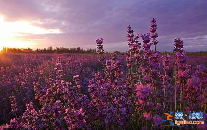 6月,這里就是中國的普羅旺斯,美哭了!? 6月,這里就是中國的普羅旺斯,美哭了!?