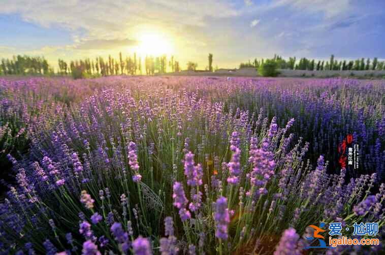 6月,這里就是中國的普羅旺斯,美哭了!? 6月,這里就是中國的普羅旺斯,美哭了!?