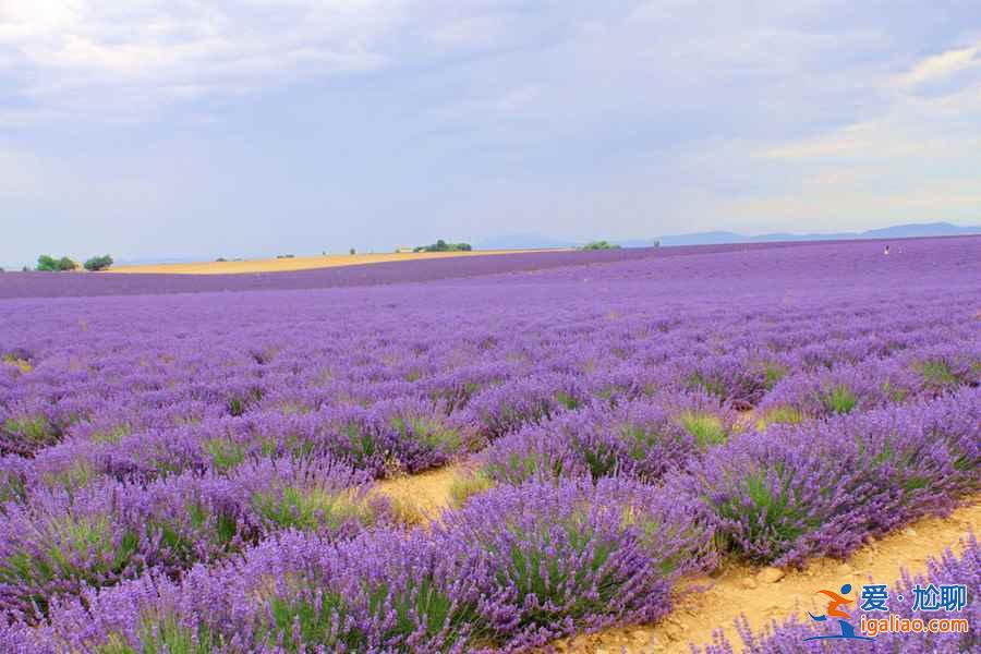 北京去哪里看薰衣草,2018北京看薰衣草地方推薦? 北京去哪里看薰衣草,2018北京看薰衣草地方推薦?