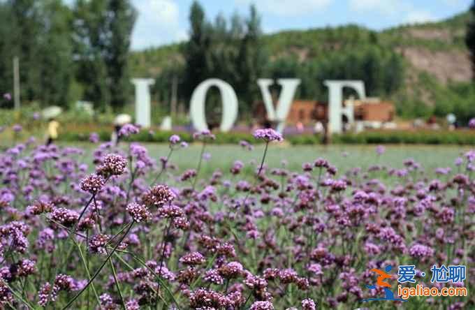 南京薰衣草莊園門票價格,2018南京薰衣草莊園門票多少錢? 南京薰衣草莊園門票價格,2018南京薰衣草莊園門票多少錢?