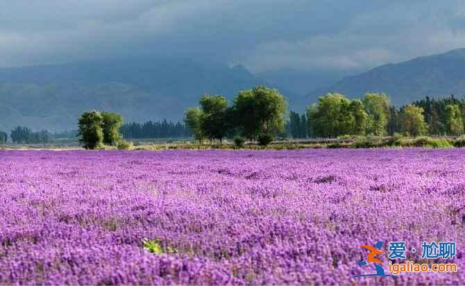 6月,這里就是中國的普羅旺斯,美哭了!? 6月,這里就是中國的普羅旺斯,美哭了!?