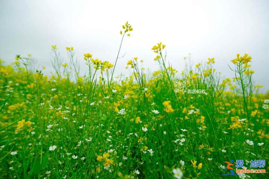 2018全國(guó)最全油菜花時(shí)間表，油菜花開(kāi)放時(shí)間？