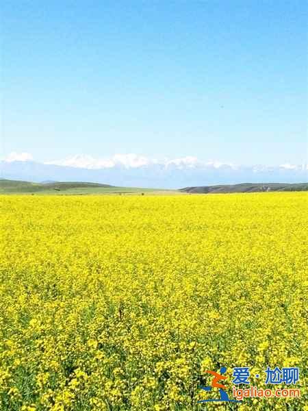 2018新疆油菜花,2018新疆昭蘇油菜花幾月開? 2018新疆油菜花,2018新疆昭蘇油菜花幾月開?