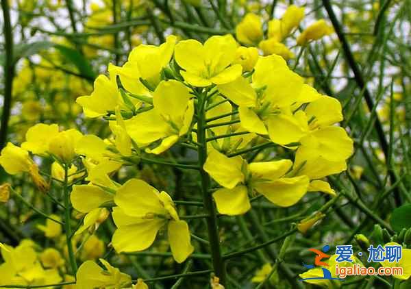 【2018羅平油菜花節】2018羅平油菜花什么時候開，2018羅平油菜花花期？