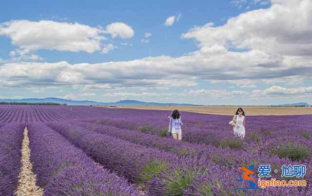 2018普羅旺斯薰衣草花期,2018普羅旺斯哪里看薰衣草? 2018普羅旺斯薰衣草花期,2018普羅旺斯哪里看薰衣草?