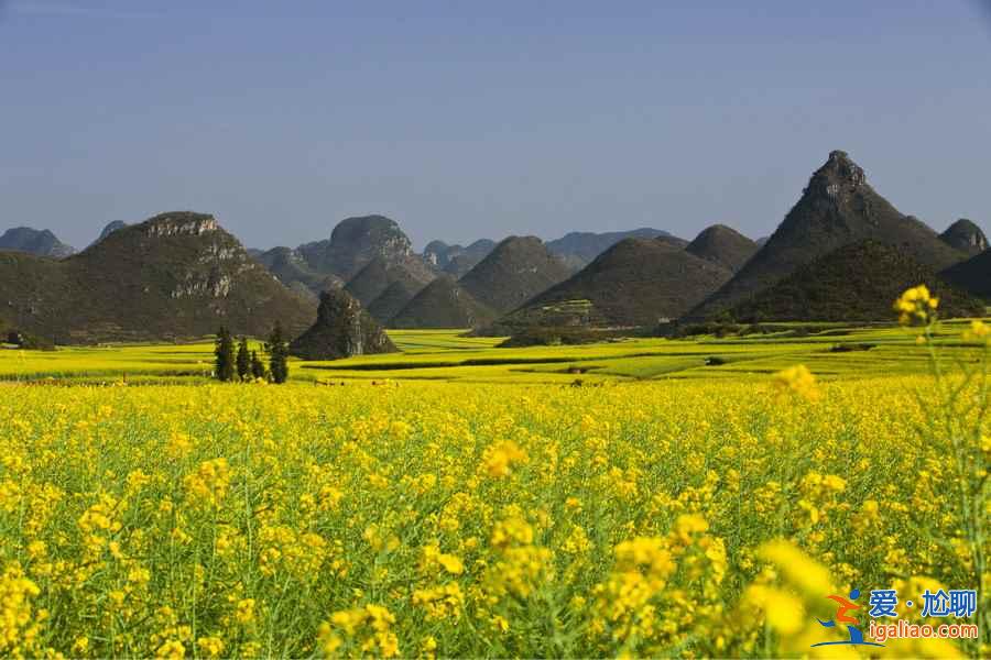 2018云南羅平油菜花節，什么時候去羅平旅游好？