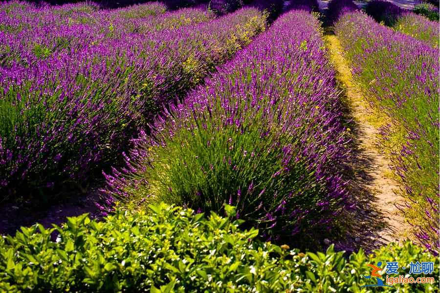 2018普羅旺斯薰衣草花期,2018普羅旺斯哪里看薰衣草? 2018普羅旺斯薰衣草花期,2018普羅旺斯哪里看薰衣草?