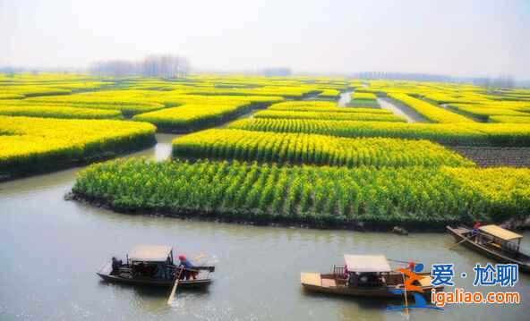 看油菜花海，來這里就對了！？