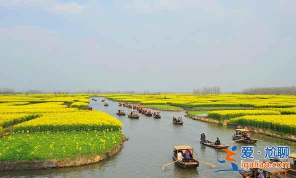 看油菜花海，來這里就對了！？