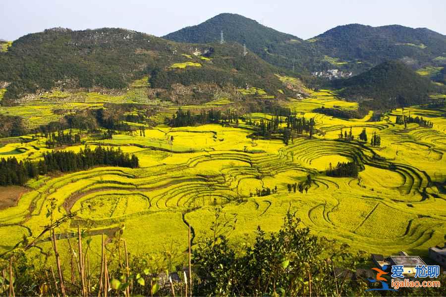 【2018羅平油菜花節】2018羅平油菜花什么時候開，2018羅平油菜花花期？