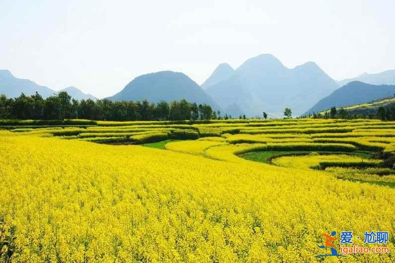 2018云南羅平油菜花節，什么時候去羅平旅游好？