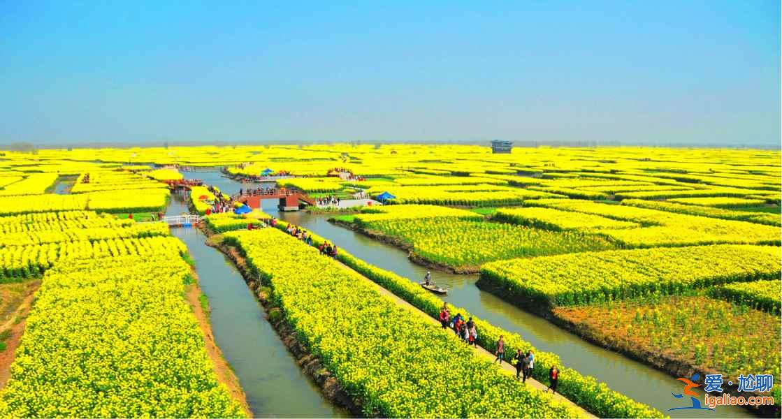 看油菜花海，來這里就對了！？