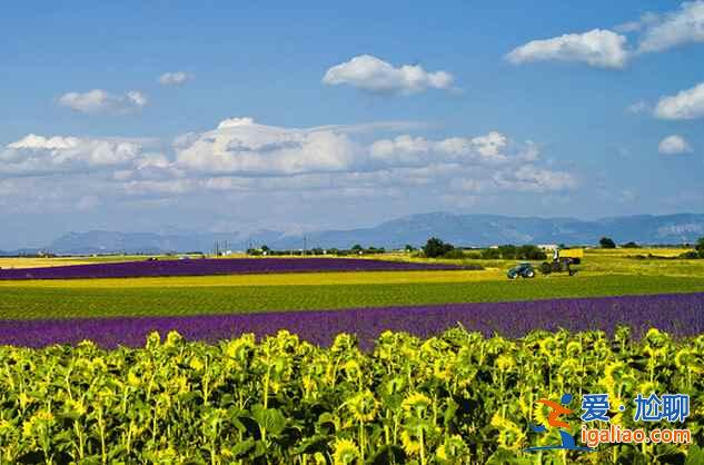 2018普羅旺斯薰衣草花期,2018普羅旺斯哪里看薰衣草? 2018普羅旺斯薰衣草花期,2018普羅旺斯哪里看薰衣草?