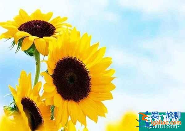 去做試管嬰兒：增強卵巢功能、提高獲卵率？