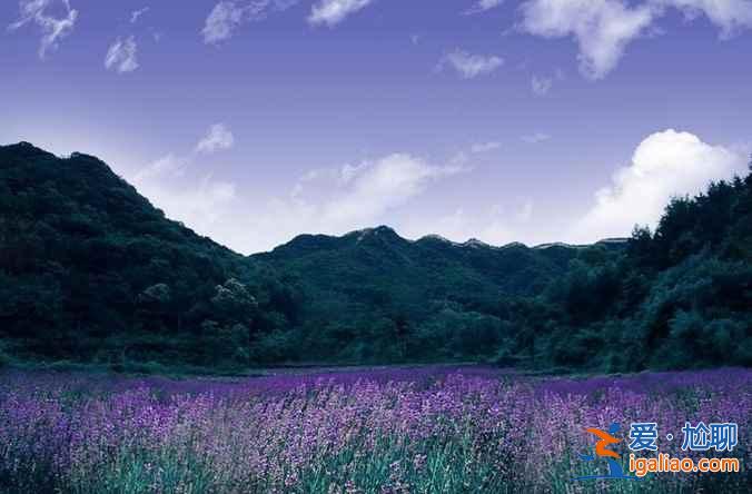 北京薰衣草莊園在哪,2018北京薰衣草莊園哪個(gè)好? 北京薰衣草莊園在哪,2018北京薰衣草莊園哪個(gè)好?