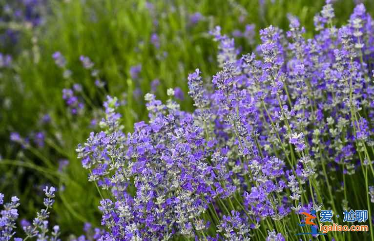 北京薰衣草莊園在哪,2018北京薰衣草莊園哪個(gè)好? 北京薰衣草莊園在哪,2018北京薰衣草莊園哪個(gè)好?