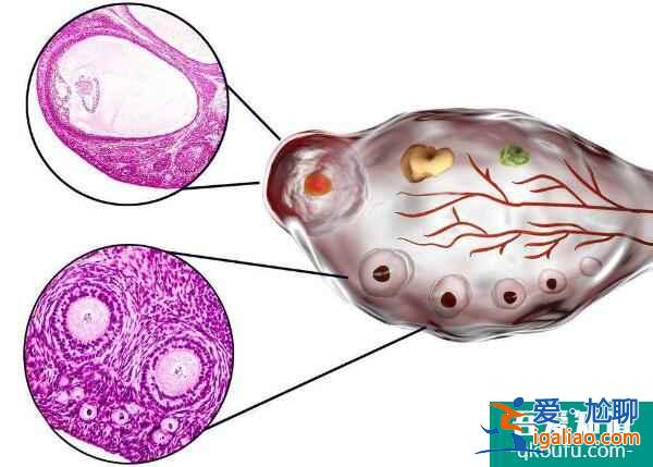 36歲女性赴美做試管，成功率如何？？