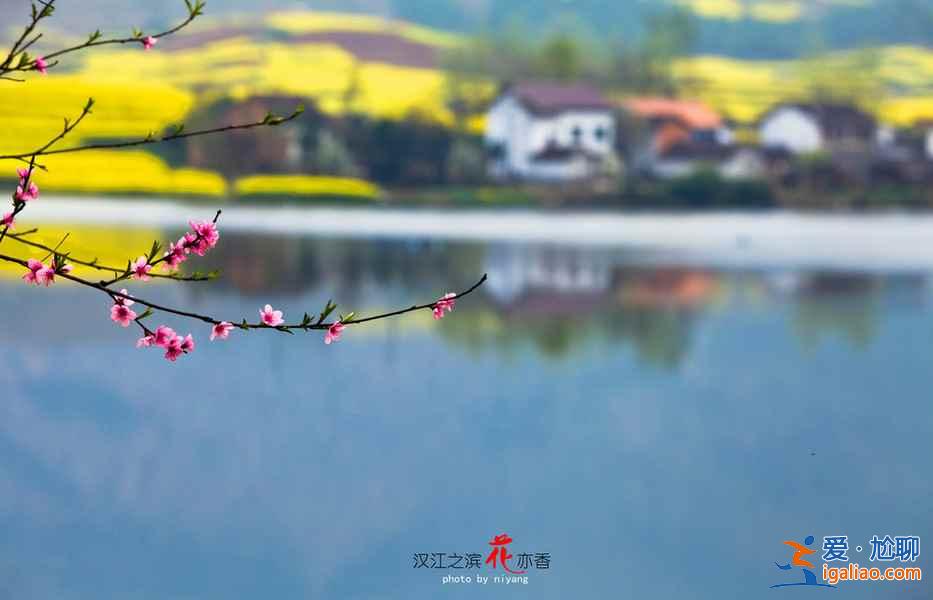 看油菜花的地方，2018到哪里看油菜花，全國各地油菜花地大盤點(diǎn)？