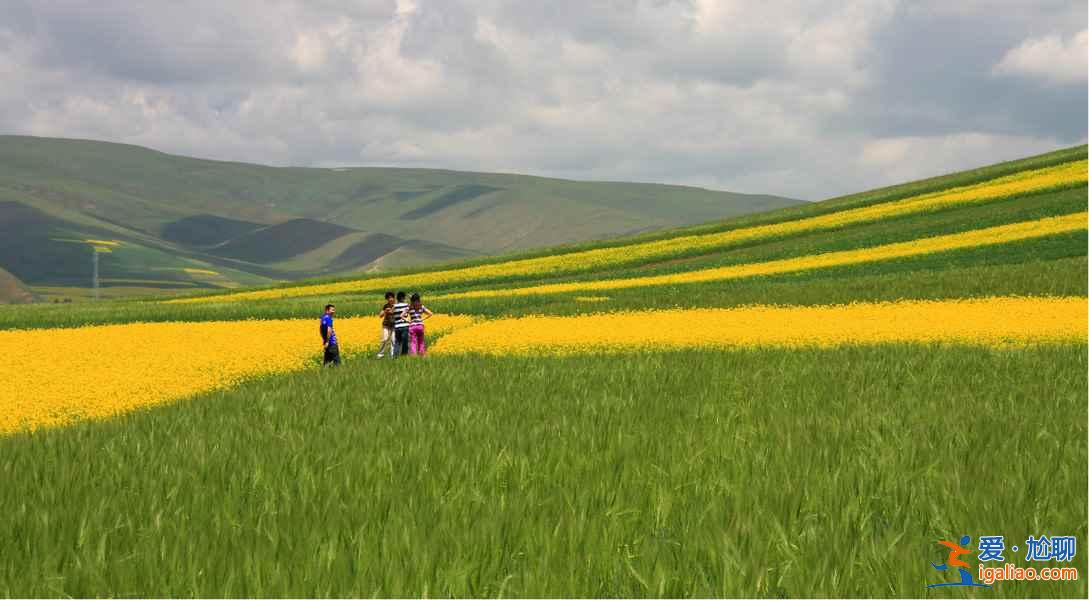 2017門源油菜花花期,2017門源油菜花幾月開? 2017門源油菜花花期,2017門源油菜花幾月開?