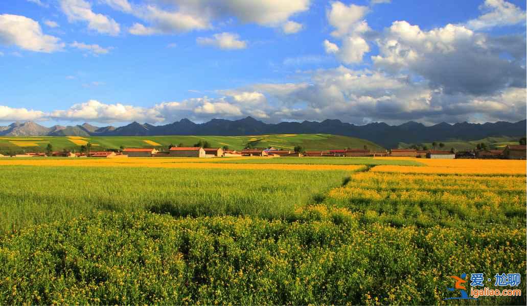 2017門源油菜花花期,2017門源油菜花幾月開? 2017門源油菜花花期,2017門源油菜花幾月開?