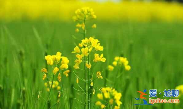 2017中國六大賞油菜花海勝地(附觀賞時間)? 2017中國六大賞油菜花海勝地(附觀賞時間)?