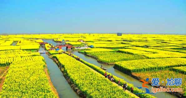 2017中國六大賞油菜花海勝地(附觀賞時間)? 2017中國六大賞油菜花海勝地(附觀賞時間)?