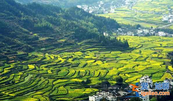 2017中國六大賞油菜花海勝地(附觀賞時間)? 2017中國六大賞油菜花海勝地(附觀賞時間)?