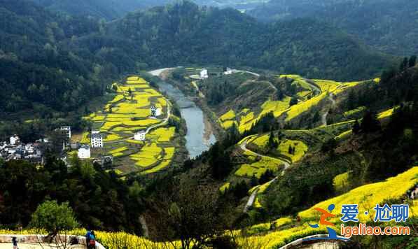2017中國六大賞油菜花海勝地(附觀賞時間)? 2017中國六大賞油菜花海勝地(附觀賞時間)?