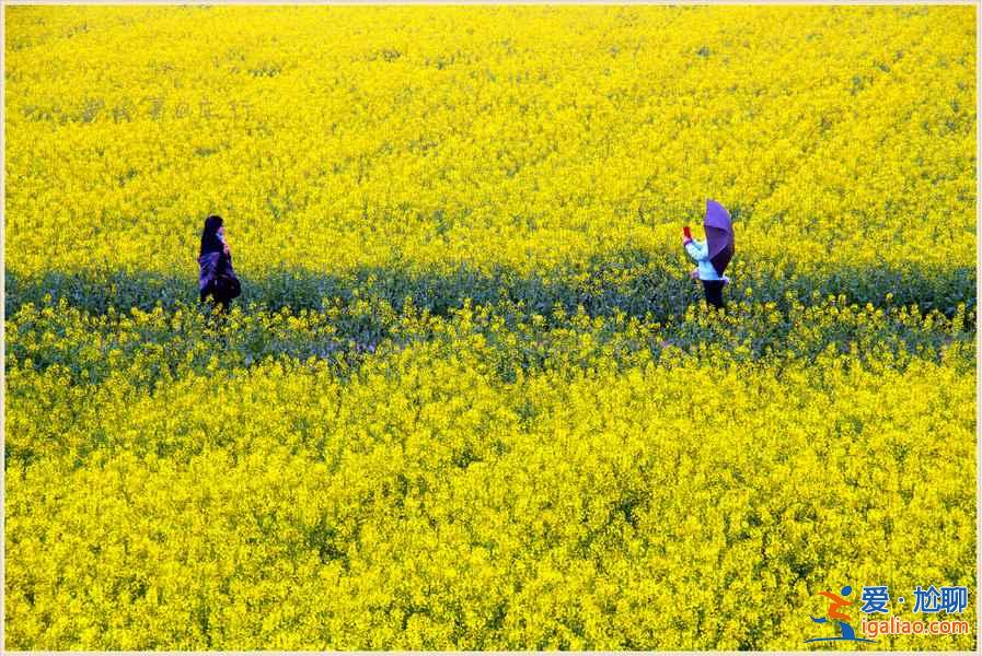 上海奉賢油菜花地址,2018奉賢油菜花時(shí)間、門票及交通指南? 上海奉賢油菜花地址,2018奉賢油菜花時(shí)間、門票及交通指南?