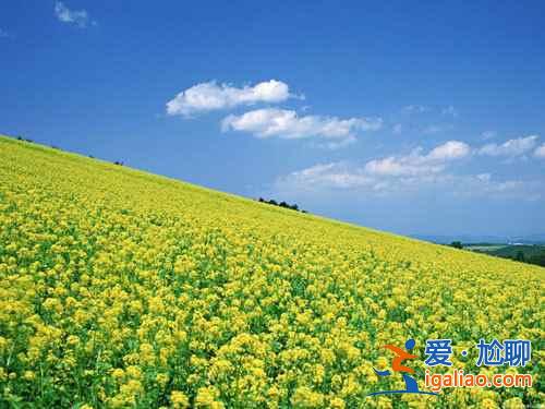 上海奉賢油菜花地址,2018奉賢油菜花時(shí)間、門票及交通指南? 上海奉賢油菜花地址,2018奉賢油菜花時(shí)間、門票及交通指南?