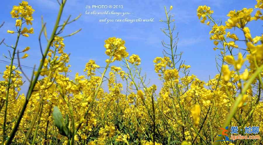上海奉賢油菜花地址,2018奉賢油菜花時(shí)間、門票及交通指南? 上海奉賢油菜花地址,2018奉賢油菜花時(shí)間、門票及交通指南?