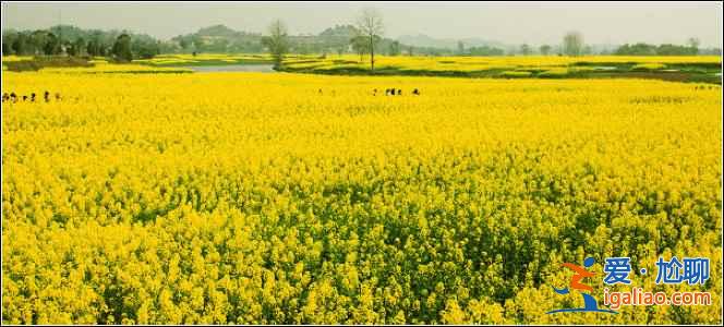 春天去哪看油菜花,2017哪的油菜花最好看? 春天去哪看油菜花,2017哪的油菜花最好看?