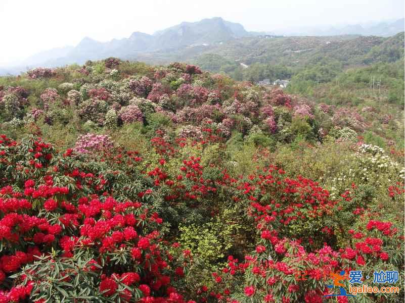 百里杜鵑花什么時候開，2017百里杜鵑花節花期—門票—地址—活動？