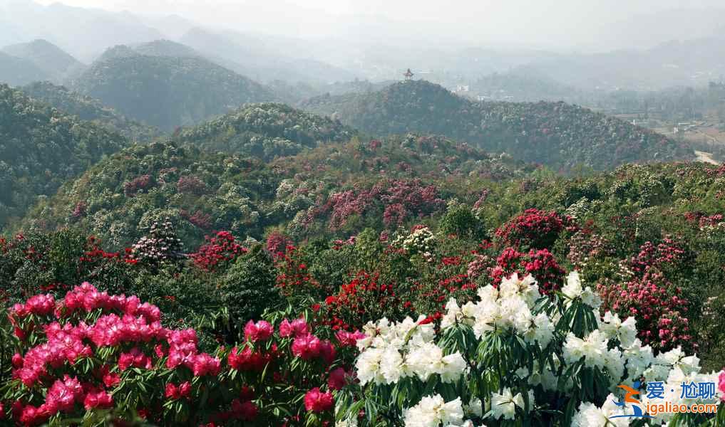百里杜鵑花什么時候開，2017百里杜鵑花節花期—門票—地址—活動？