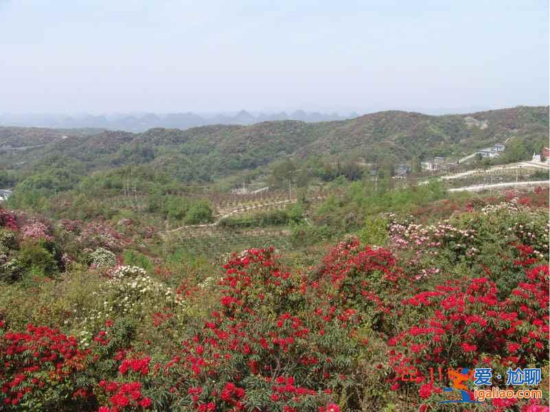 百里杜鵑花什么時候開，2017百里杜鵑花節花期—門票—地址—活動？