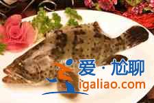 清蒸石斑魚？