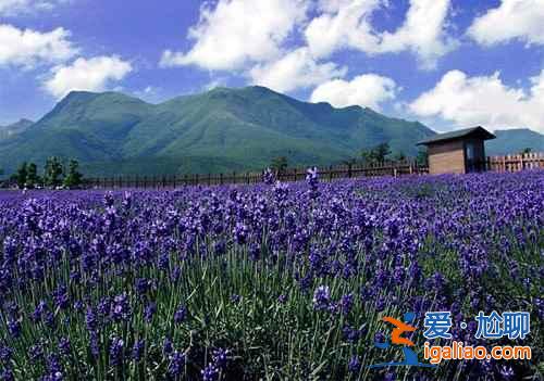 2018仙居薰衣草什么時候開，一起去仙居看薰衣草？