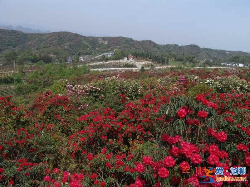 百里杜鵑花什么時候開，2017百里杜鵑花節花期—門票—地址—活動？
