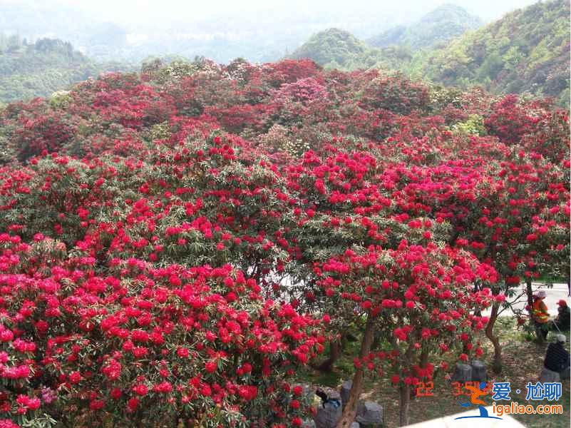 百里杜鵑花什么時候開，2017百里杜鵑花節花期—門票—地址—活動？