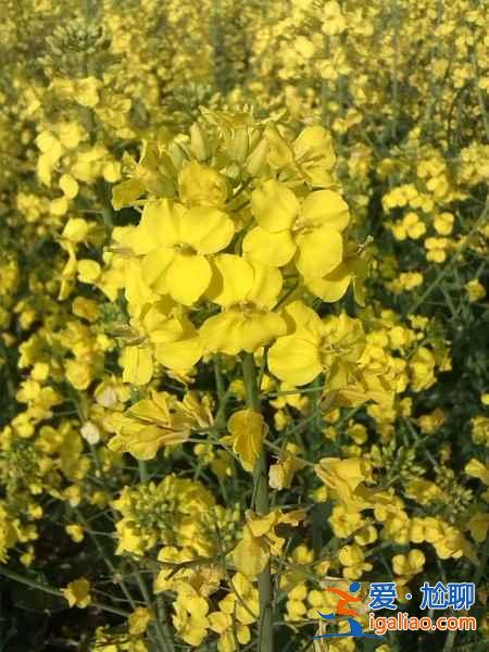 2018北京看油菜花去哪里，北京油菜花觀賞地？
