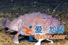 安康魚的做法? 安康魚的做法?