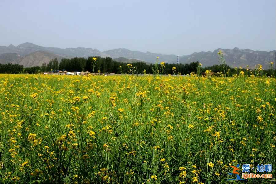 2018北京看油菜花去哪里，北京油菜花觀賞地？