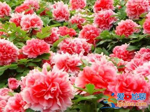 2017洛陽牡丹花會(huì)時(shí)間，2017洛陽牡丹花會(huì)時(shí)間、地點(diǎn)、門票？