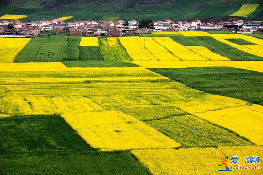 門源油菜花怎么去,2018門源油菜花交通費用? 門源油菜花怎么去,2018門源油菜花交通費用?
