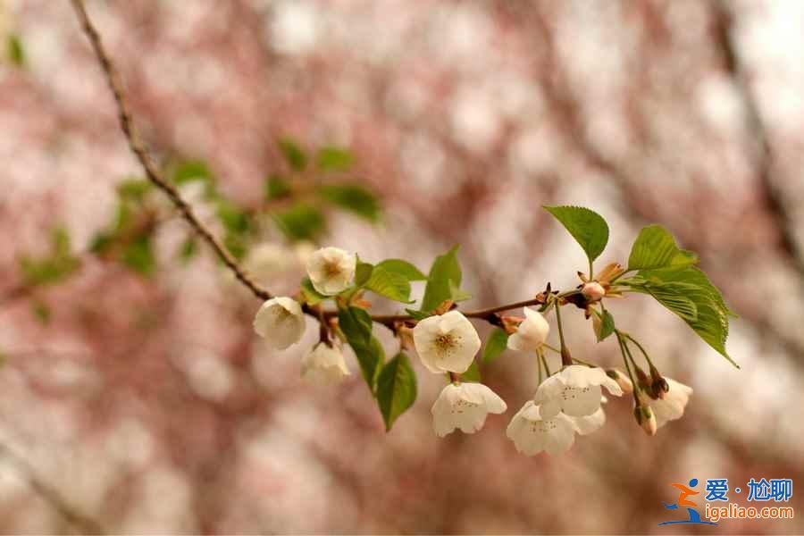 青龍寺櫻花什么時候開,青龍寺櫻花3月底能開嗎?? 青龍寺櫻花什么時候開,青龍寺櫻花3月底能開嗎??