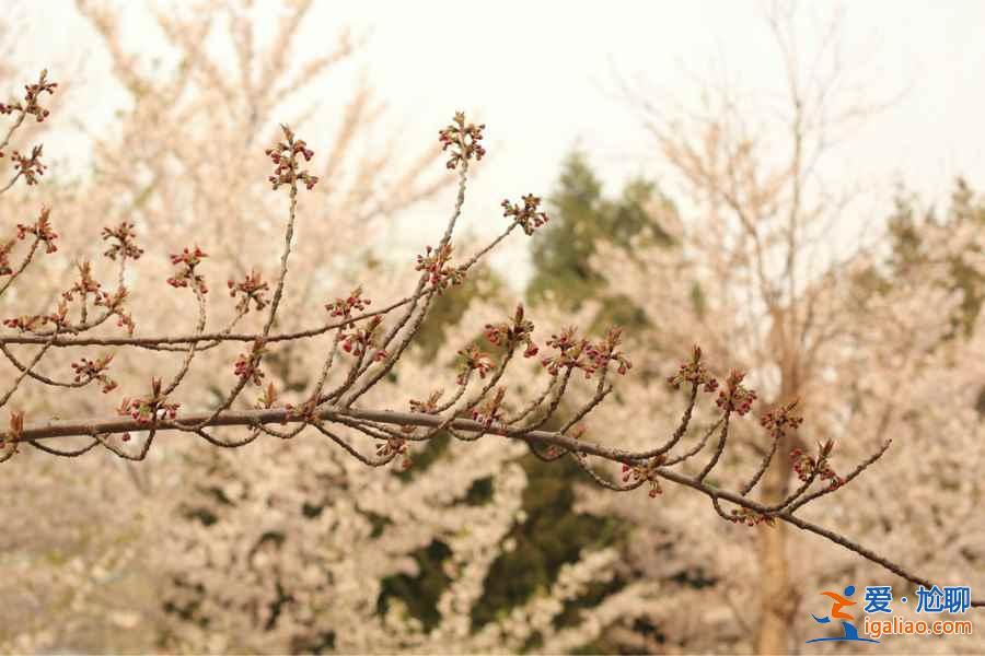 青龍寺櫻花什么時候開,青龍寺櫻花3月底能開嗎?? 青龍寺櫻花什么時候開,青龍寺櫻花3月底能開嗎??